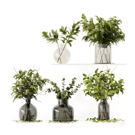 Collection indoor plants